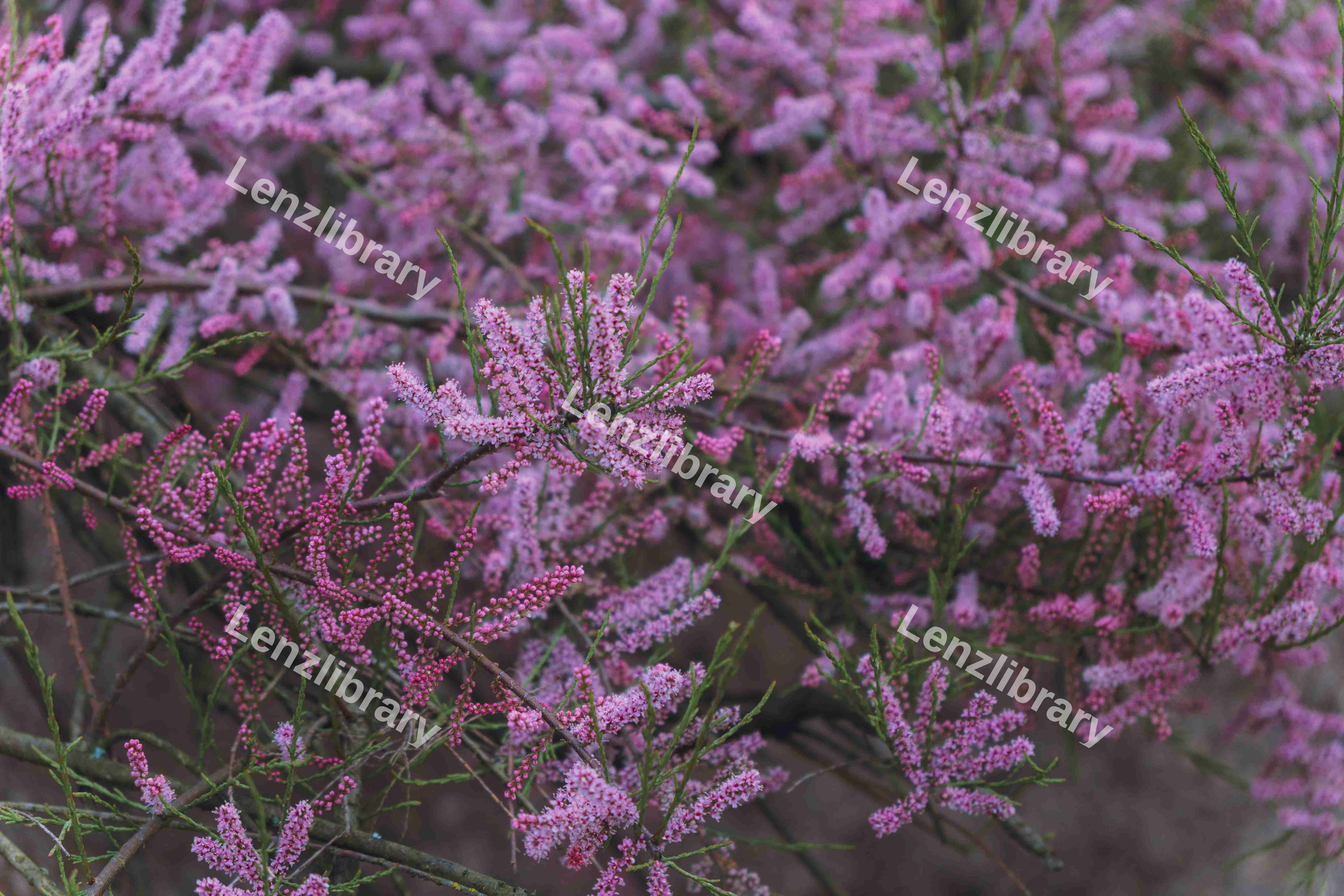 Tamarix Ramosissma